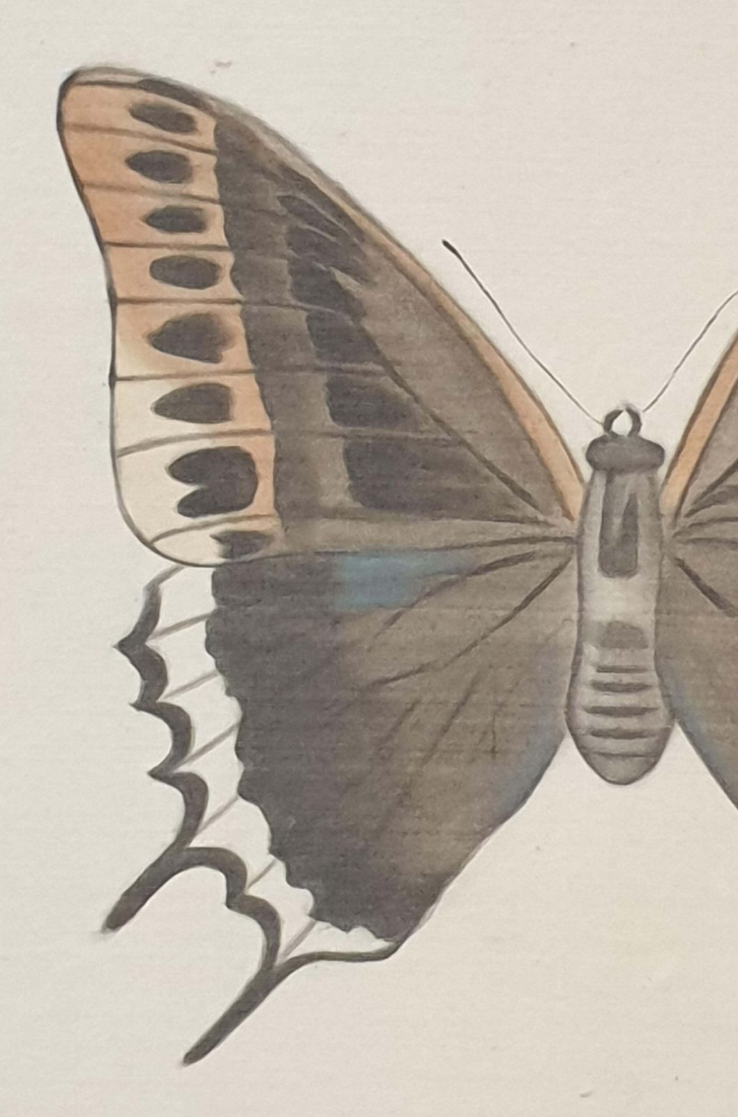 La Roche Laffittestudy Of A Butterfly, Watercolour Silk Applied Handmade Paper. La Roche Laffitte photo Art
