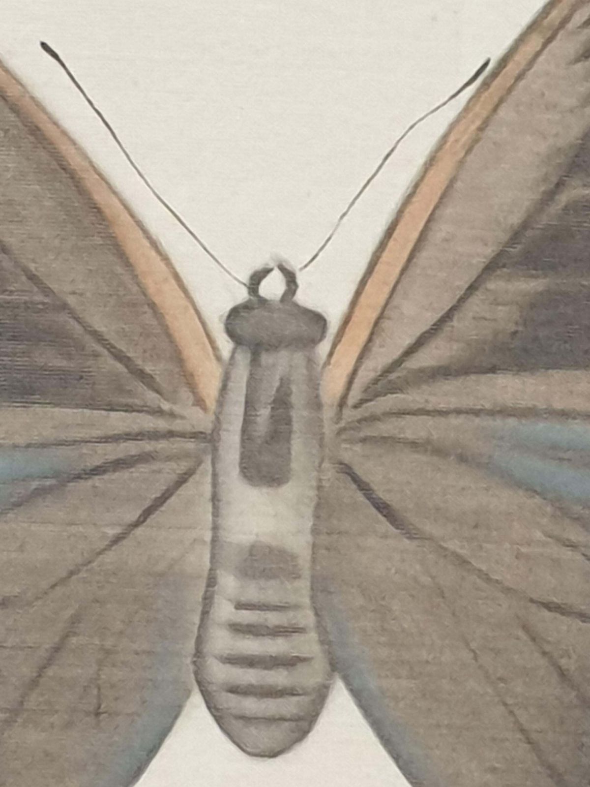 La Roche Laffittestudy Of A Butterfly, Watercolour Silk Applied Handmade Paper. La Roche Laffitte photo vinterior
