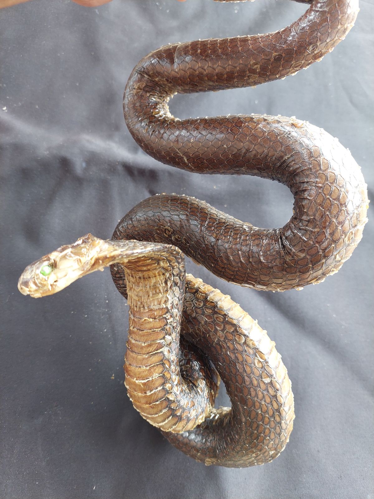 Spitting Cobra Snake Hanging Taxidermy Mounted