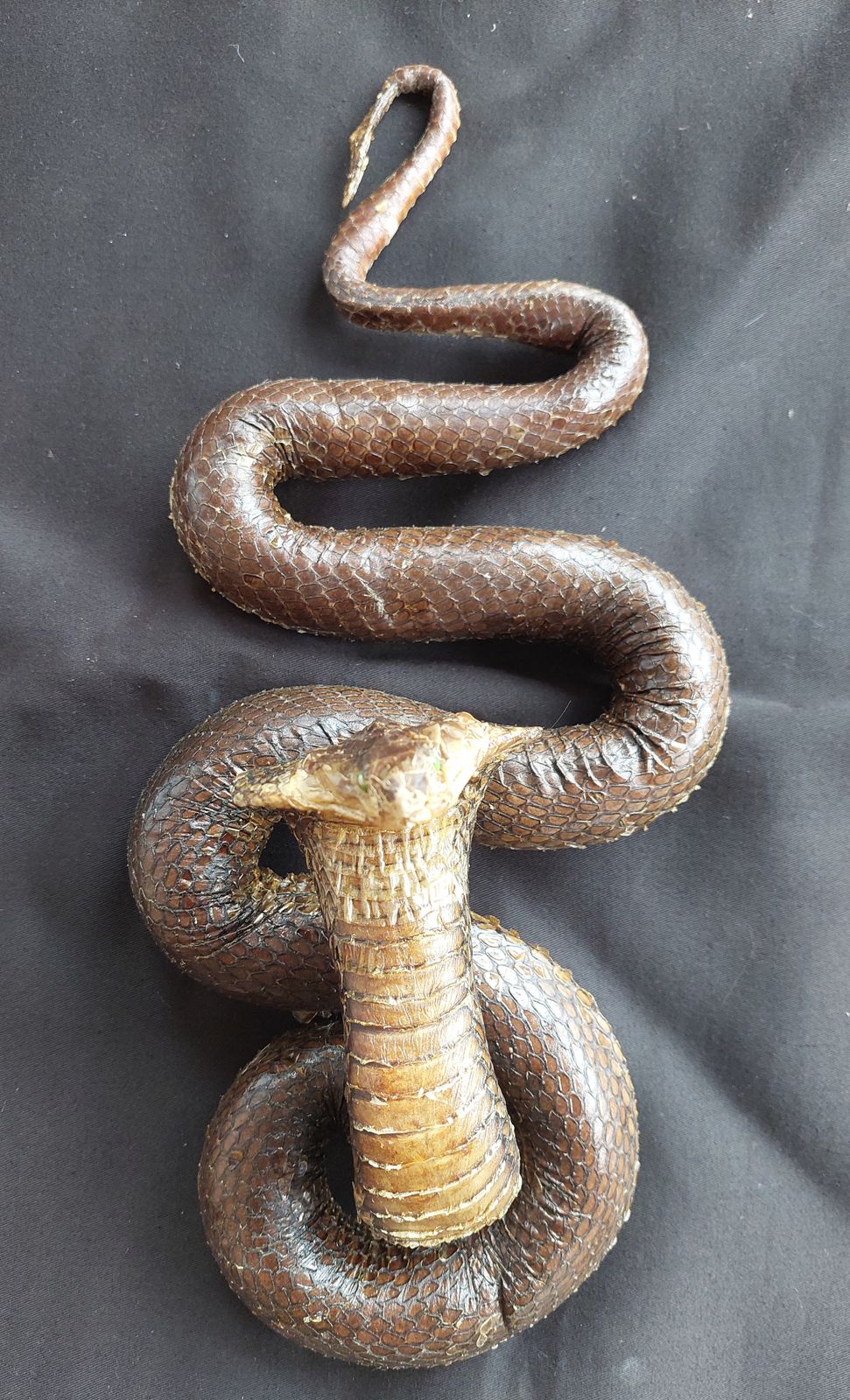 Spitting Cobra Snake Hanging Taxidermy Mounted photo for sale