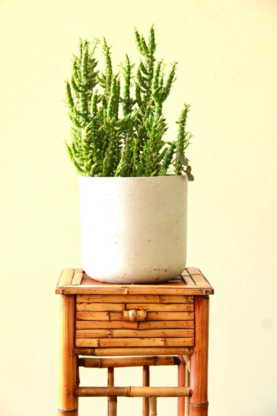 photo furniture Gino, Vintage Bamboo Entryway Table / Console / Plant Stand, Italy, 1970s