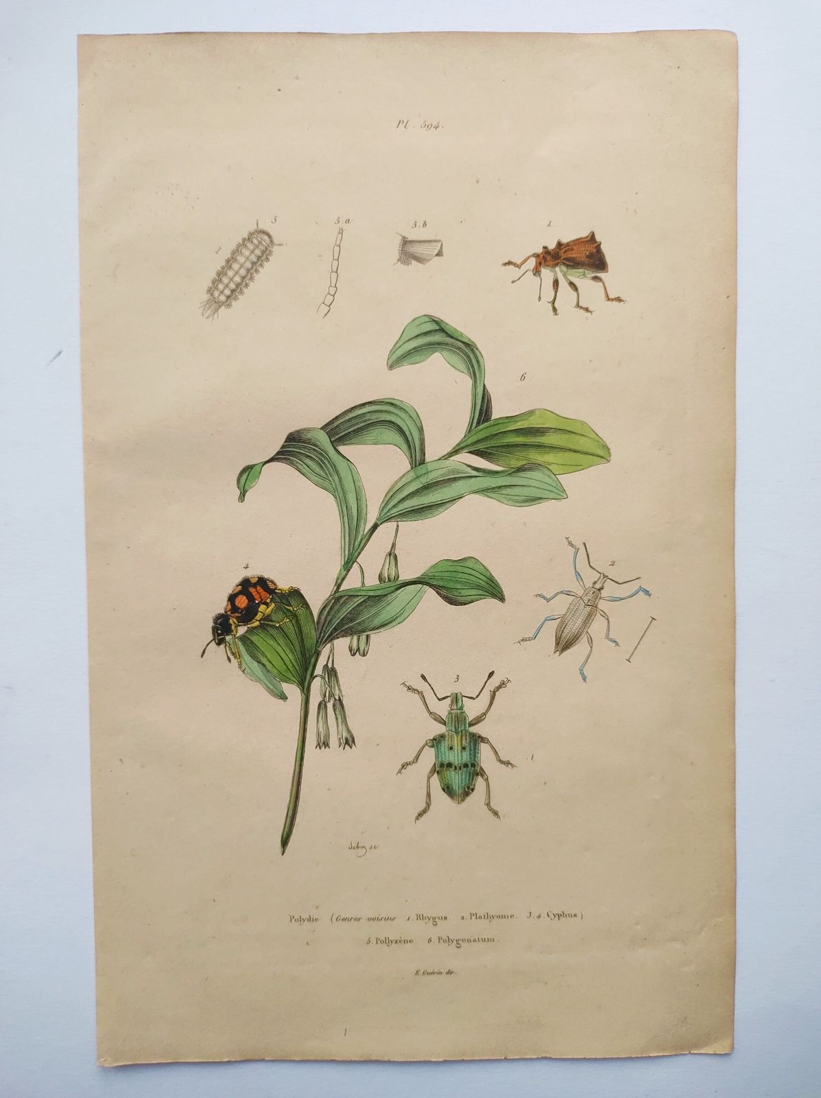 Antique Engraving From 1839 – Insects And Polygonatum – Hand Coloured Zoological And Botanical Plate. Original By Sebin. photo furniture
