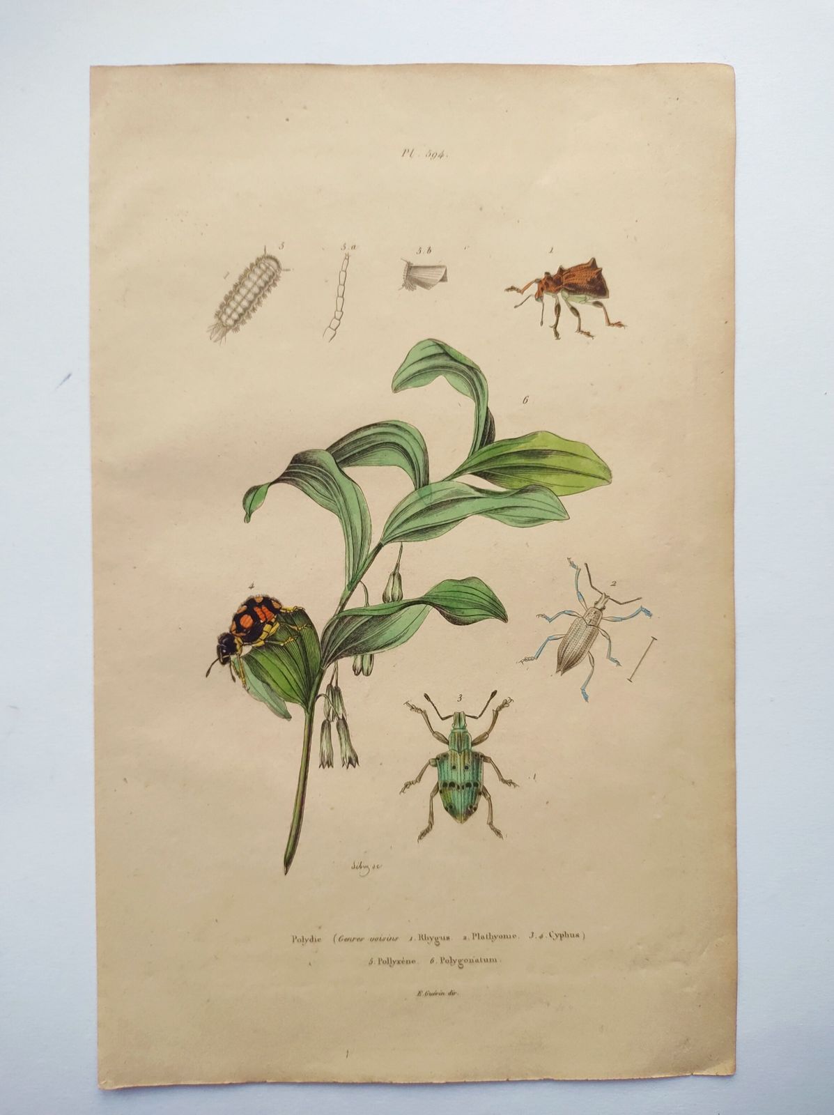 Antique Engraving From 1839 – Insects And Polygonatum – Hand Coloured Zoological And Botanical Plate. Original By Sebin. photo Art
