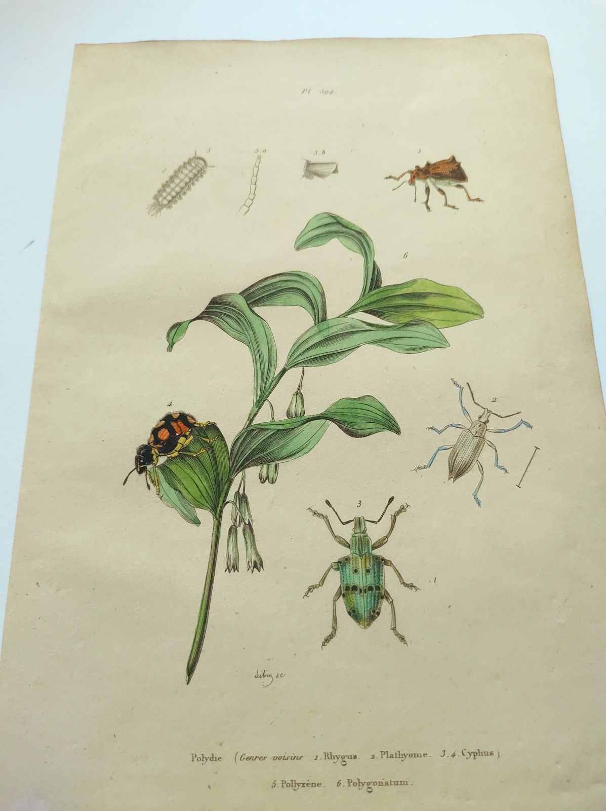 Antique Engraving From 1839 – Insects And Polygonatum – Hand Coloured Zoological And Botanical Plate. Original By Sebin. photo 59.0