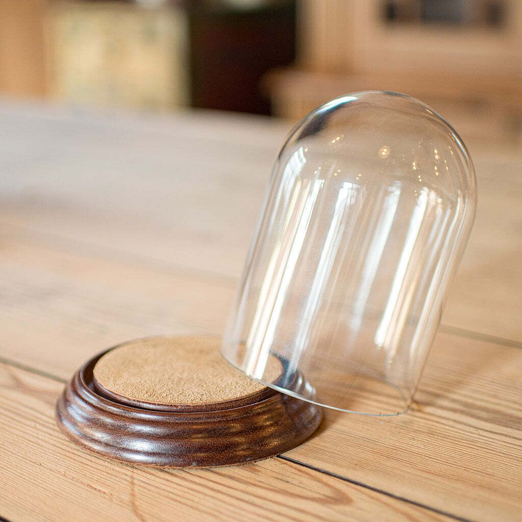 Small Antique Display Dome, English, Glass, Oak, Taxidermy, Showcase, Edwardian photo for sale