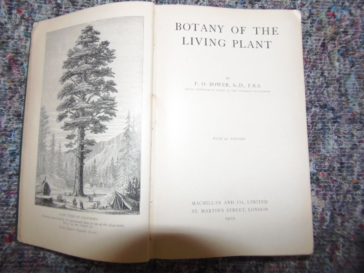 photo furniture Botany Of The Living Plant Book By F.O.Bower