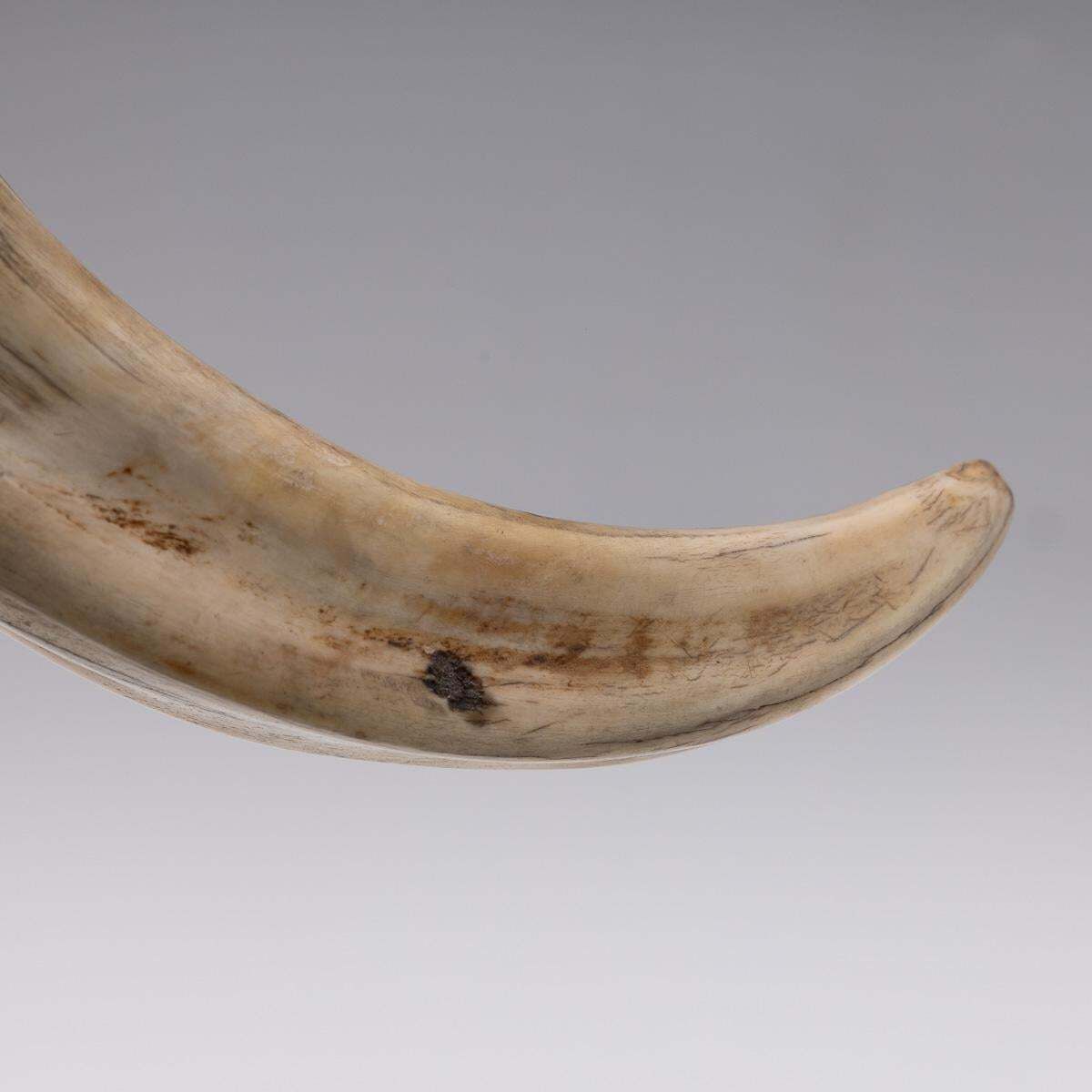 Stylish 20th Century English Solid Silver & Boar Tusk Letter Opener C.1990 photo vintage