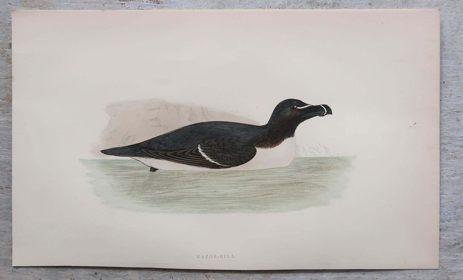 Set Of 8 Original Antique Prints Of Seabirds After Francis Lydon, C.1880 photo furniture