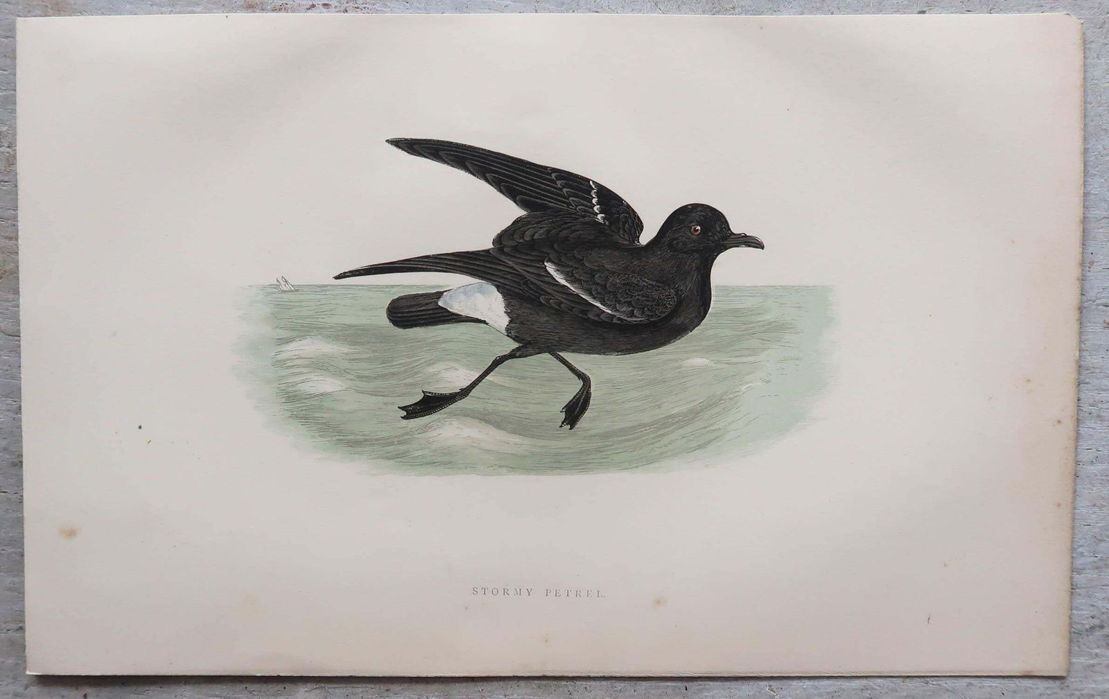 Set Of 8 Original Antique Prints Of Seabirds After Francis Lydon, C.1880 photo vinterior