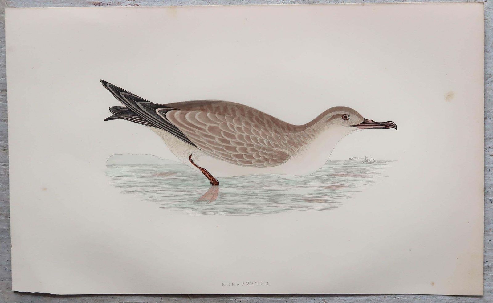 Set Of 8 Original Antique Prints Of Seabirds After Francis Lydon, C.1880 photo buy