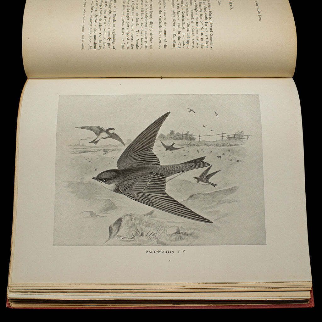6 Vols British Birds And Their Nests, Butler, Avian Reference Book, Victorian photo vinterior