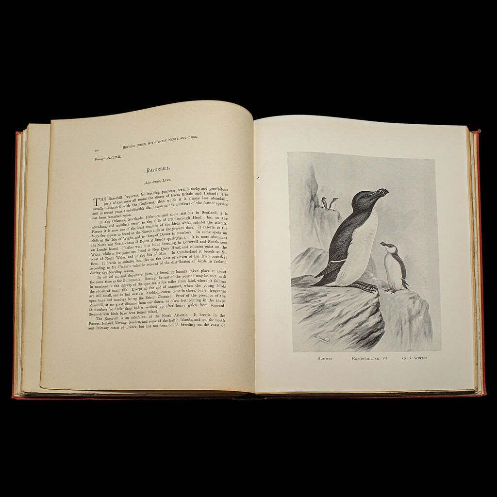 Home Decor 6 Vols British Birds And Their Nests, Butler, Avian Reference Book, Victorian photo