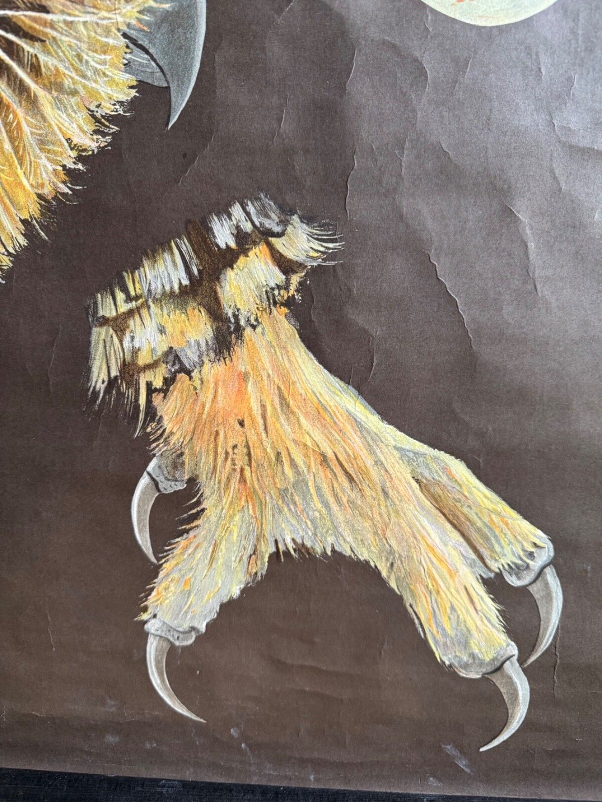 photo for sale Vintage Birds Of Prey School Chart By Jung Koch Quentell. Raptors Linen Poster