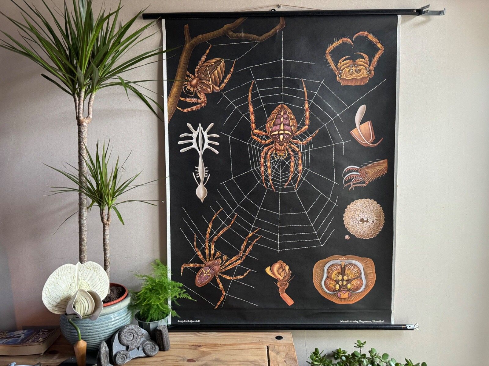 Vintage European Garden Spider School Chart By Jung Koch Quentell Arachnid photo furniture