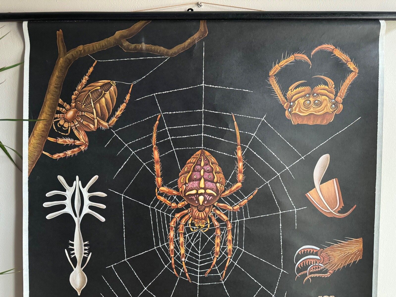 Vintage European Garden Spider School Chart By Jung Koch Quentell Arachnid photo Art
