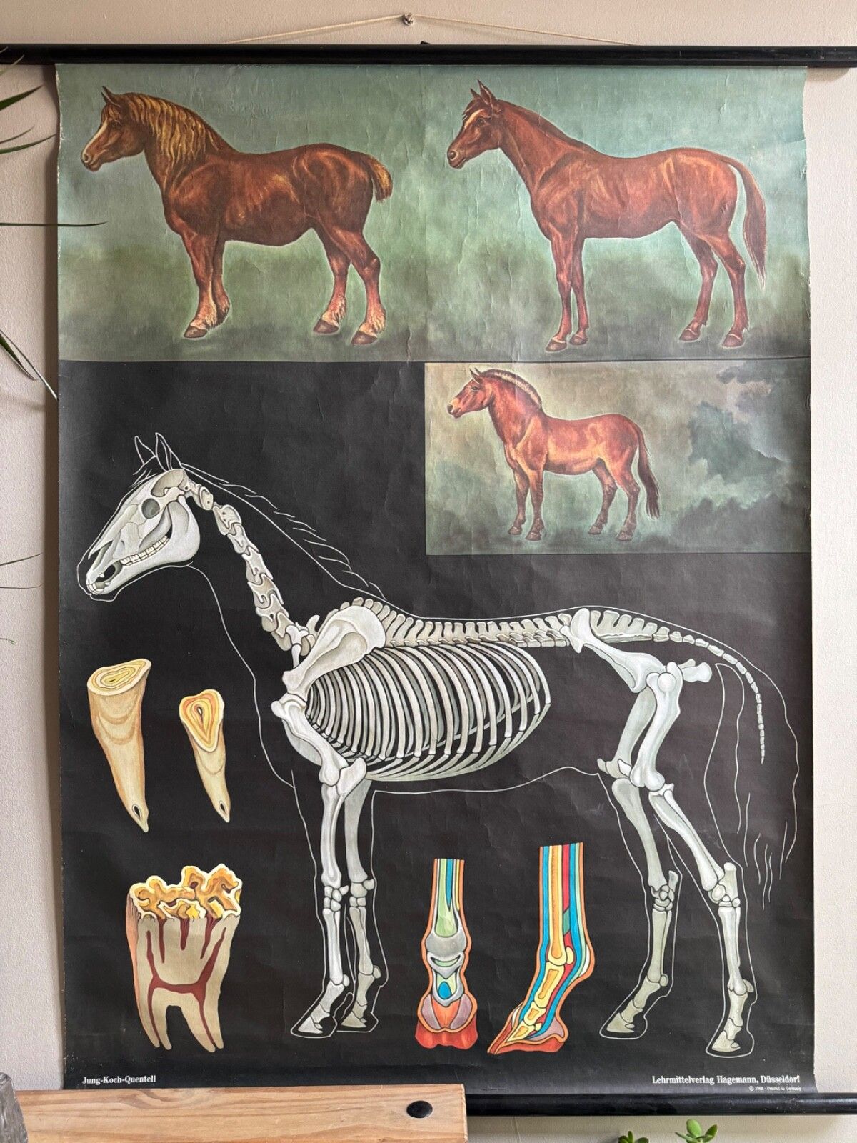 Vintage Horses School Chart By Jung Koch Quentell Poster Equine Anatomy. photo for sale