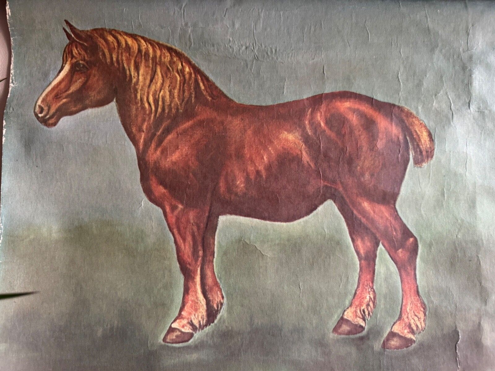 photo for sale Vintage Horses School Chart By Jung Koch Quentell Poster Equine Anatomy.
