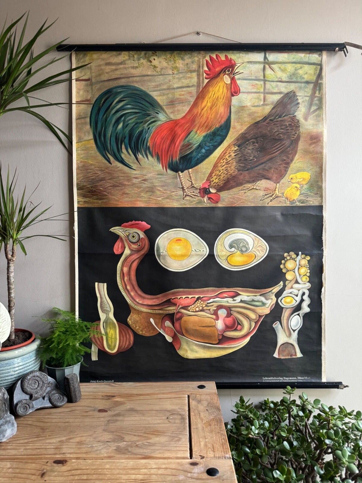 Rare Vintage  School Chart Of Domestic Fowl By Jung Koch Quentell  Chickens Hens