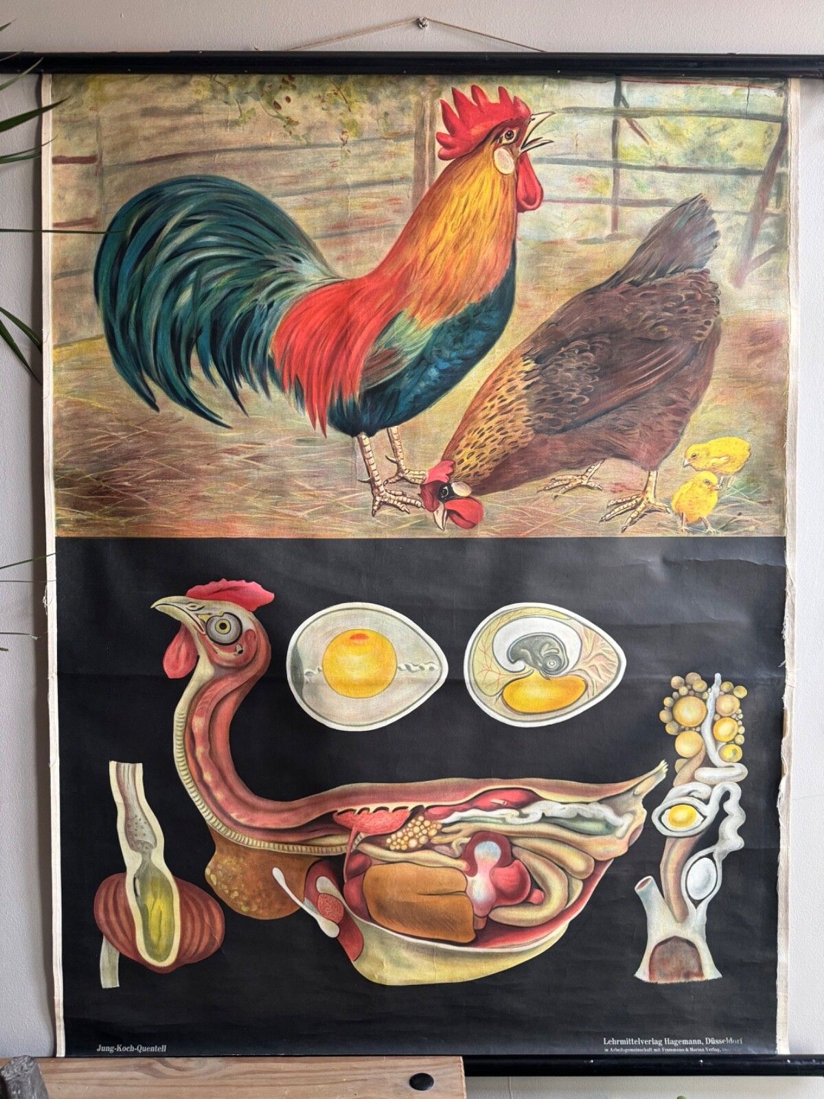 Rare Vintage  School Chart Of Domestic Fowl By Jung Koch Quentell  Chickens Hens photo for sale