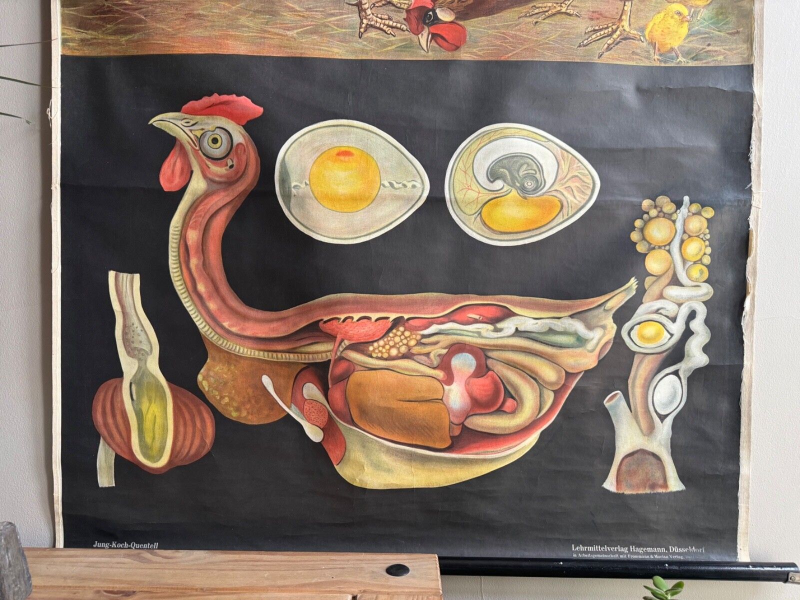 Rare Vintage  School Chart Of Domestic Fowl By Jung Koch Quentell  Chickens Hens photo 165.0