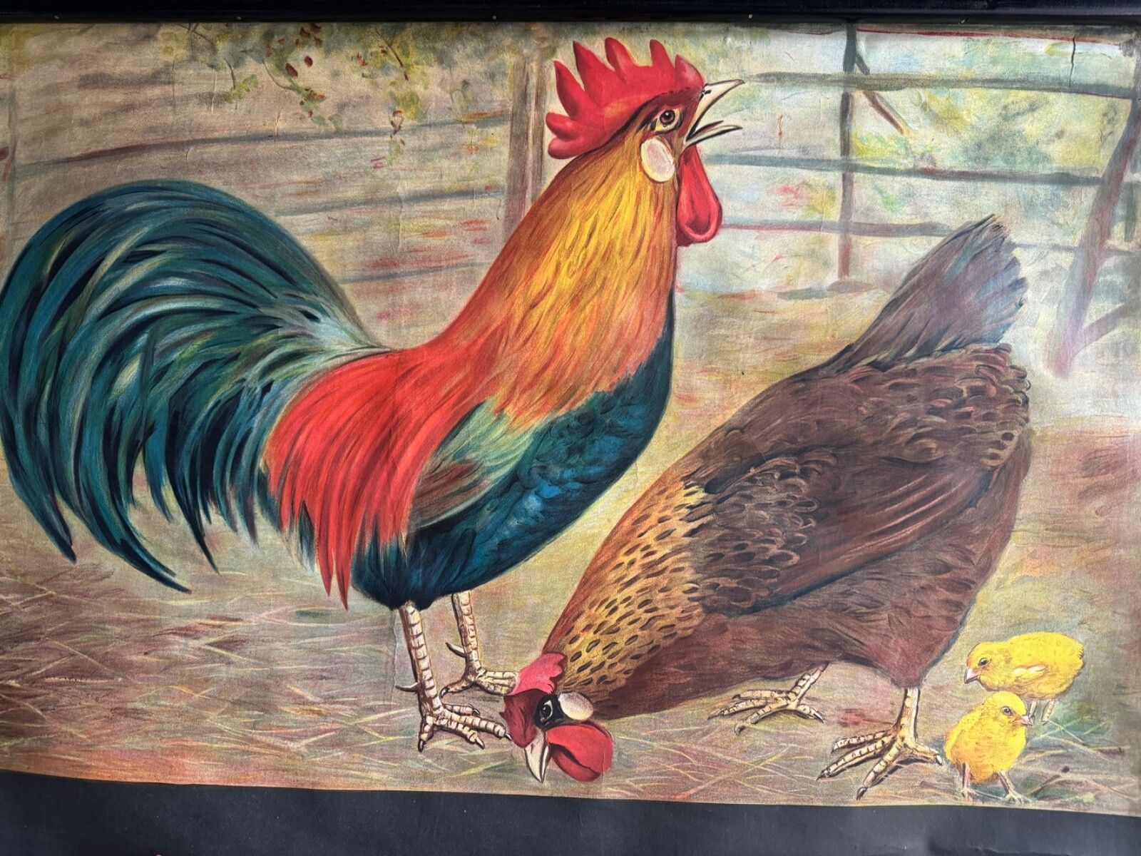 photo vinterior Rare Vintage  School Chart Of Domestic Fowl By Jung Koch Quentell  Chickens Hens