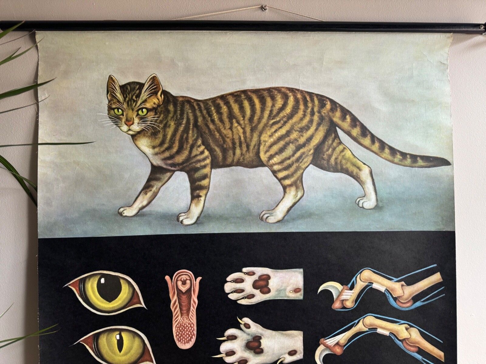 Vintage Roll Down School Chart Of A Domestic Cat By Jung Koch Quentell 1973 photo for sale