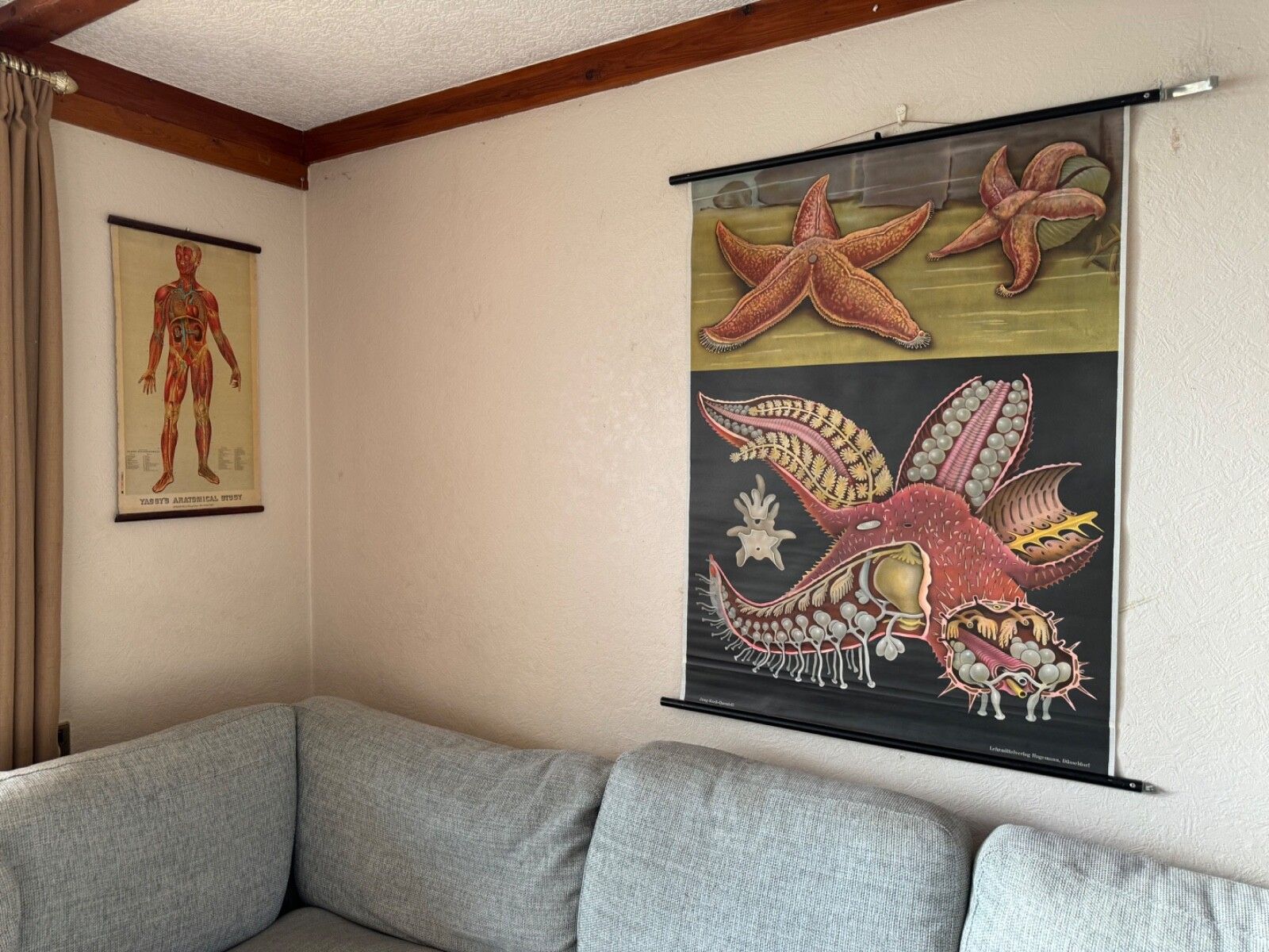 Vintage Red Starfish School Chart Jung Koch Quentell  Anatomy Educational Chart photo furniture