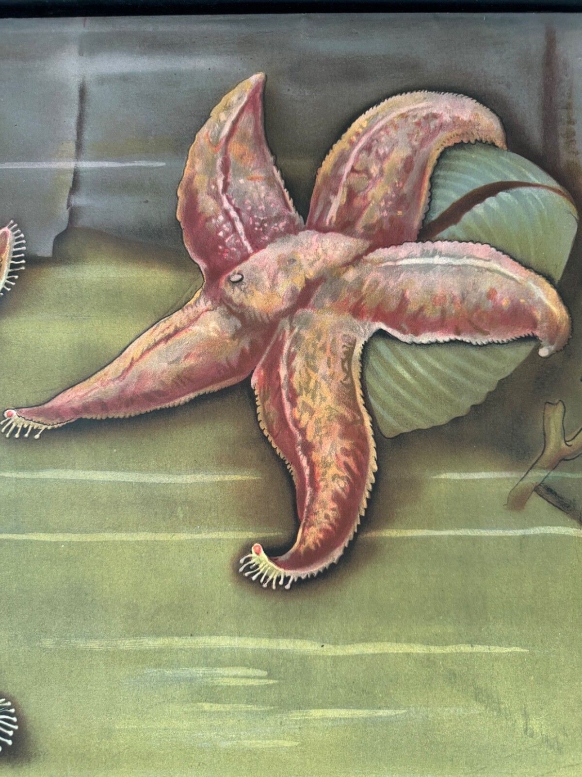photo for sale Vintage Red Starfish School Chart Jung Koch Quentell  Anatomy Educational Chart