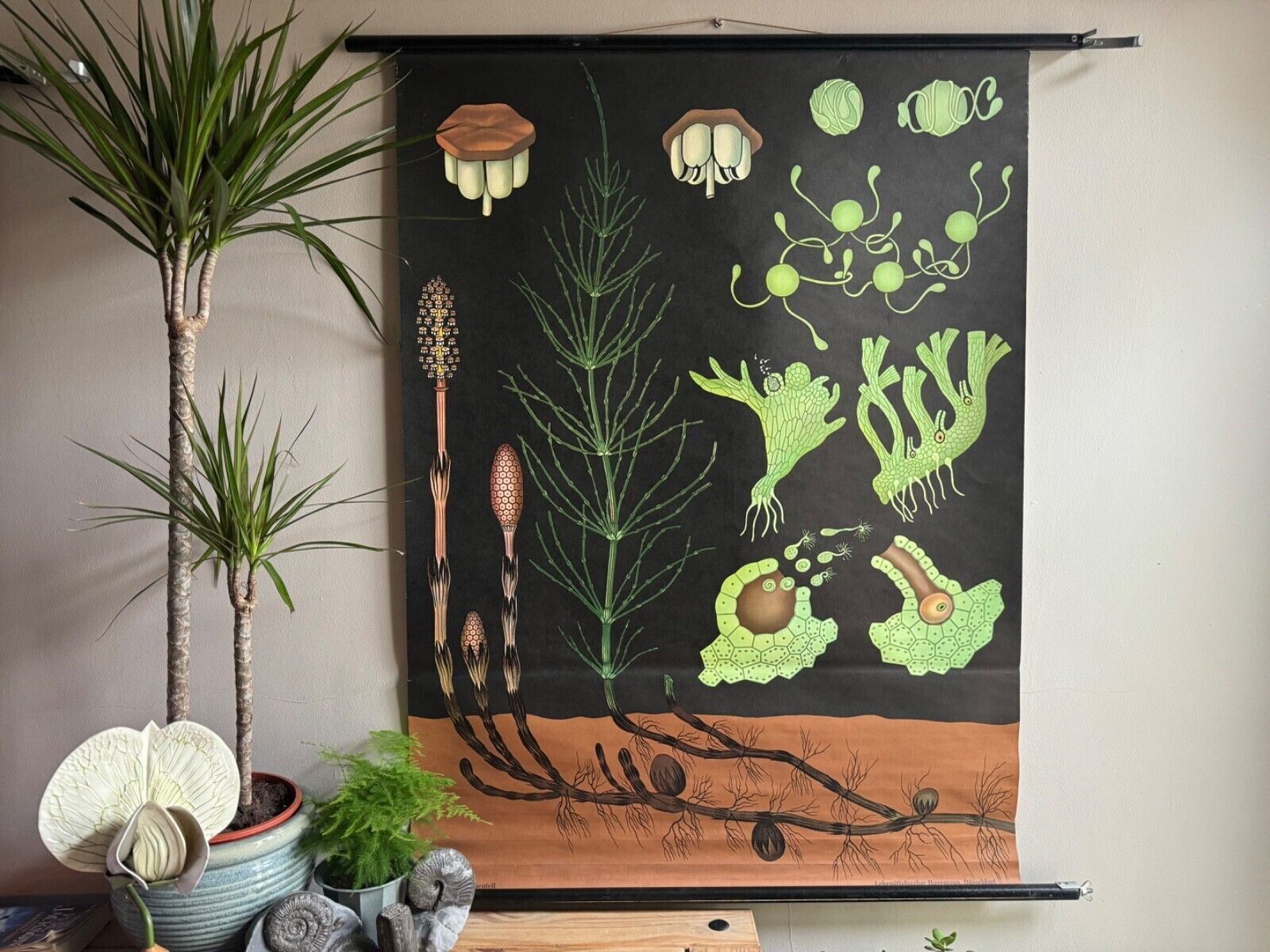 Vintage Equisetum School Chart Jung Koch Quentell Botanical Horsetail Snakegrass
