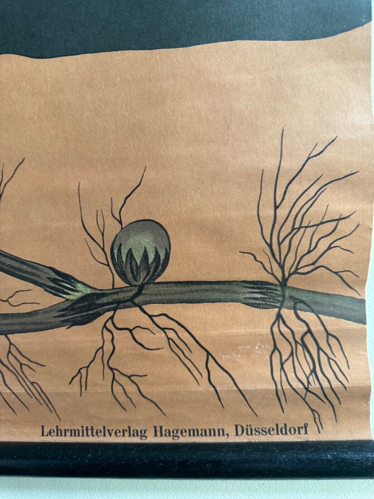 Vintage Equisetum School Chart Jung Koch Quentell Botanical Horsetail Snakegrass photo vinterior