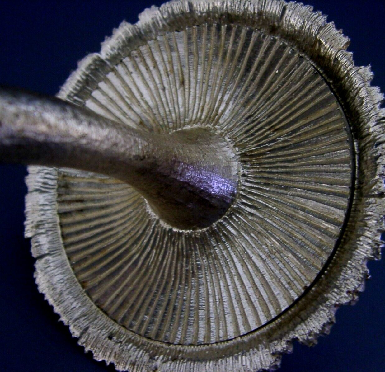 Rare 1 Of 20 Sterling Silver Christopher Lawrence Mushroom 1976 256g Rabbits photo vinterior