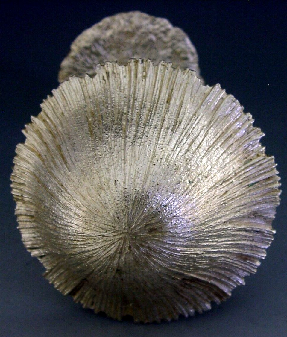 photo furniture Rare 1 Of 20 Sterling Silver Christopher Lawrence Mushroom 1976 256g Rabbits