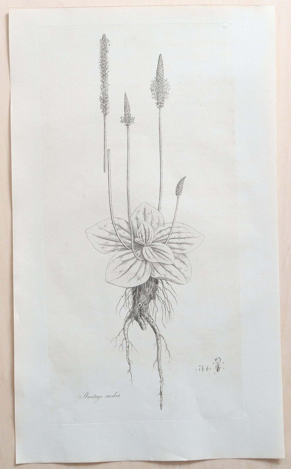 Set Of 12 Original Antique Large Scale Botanical Prints. Dated 1791 photo furniture