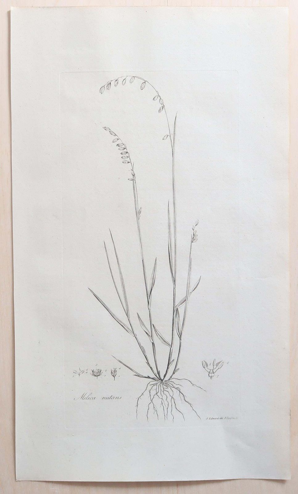 photo vinterior Set Of 12 Original Antique Large Scale Botanical Prints. Dated 1791