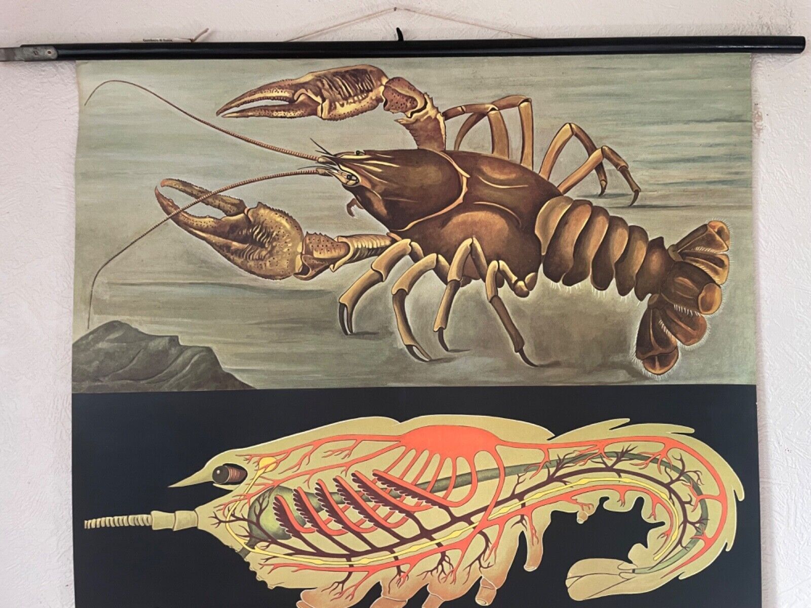 Vintage Crayfish Crawfish Yabbie School Chart Jung Koch Quentell Hagemann. photo for sale
