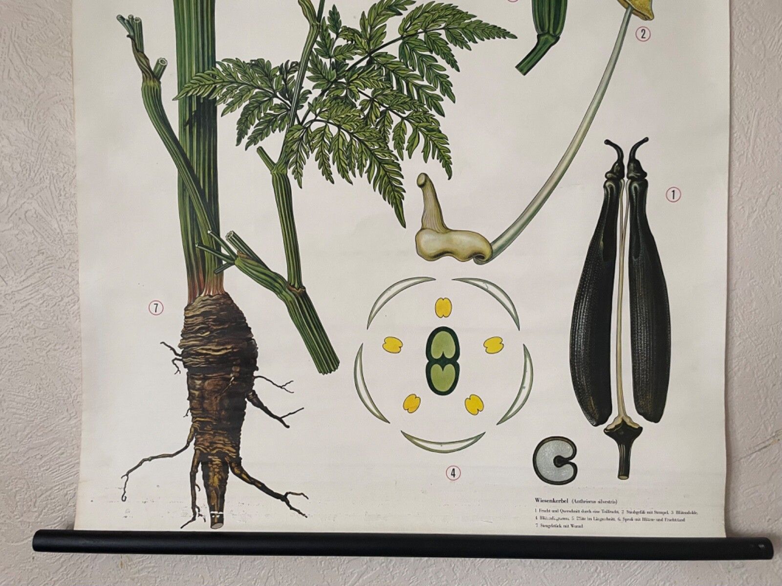 Vintage Cow Parsley  School Chart  Botanical Poster Botanical Flowers photo Art