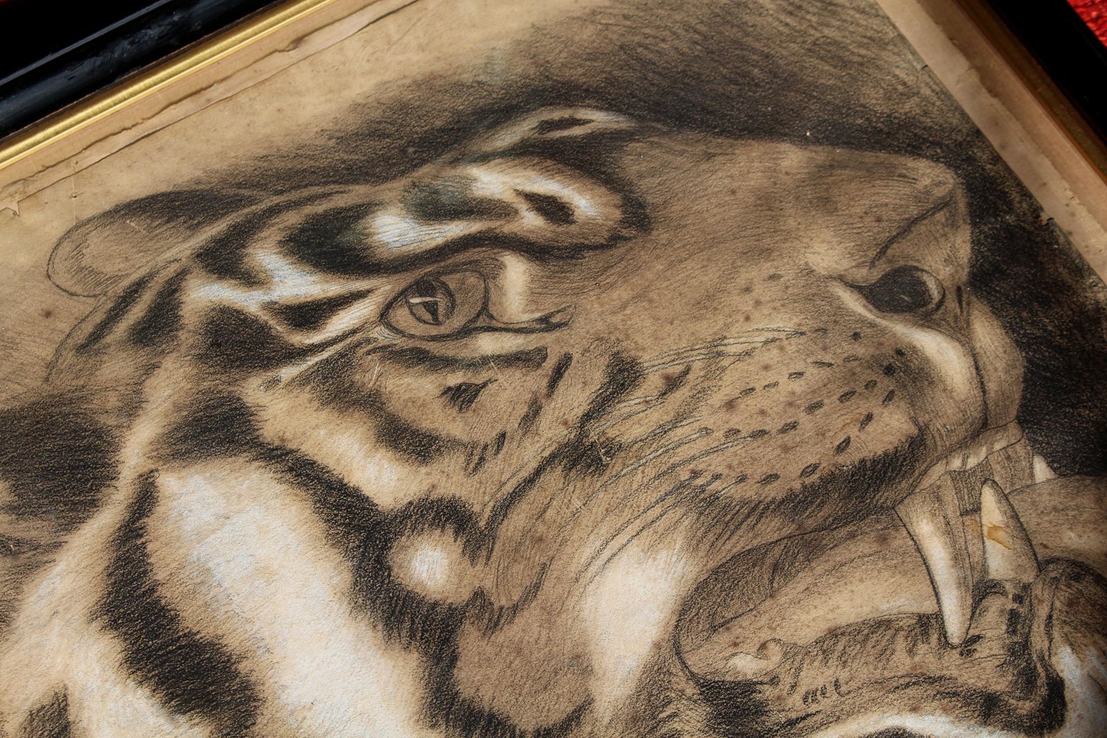 Large 19th Century Charcoal On Paper Bengal Tiger Dated 1831 Curio Taxidermy photo furniture