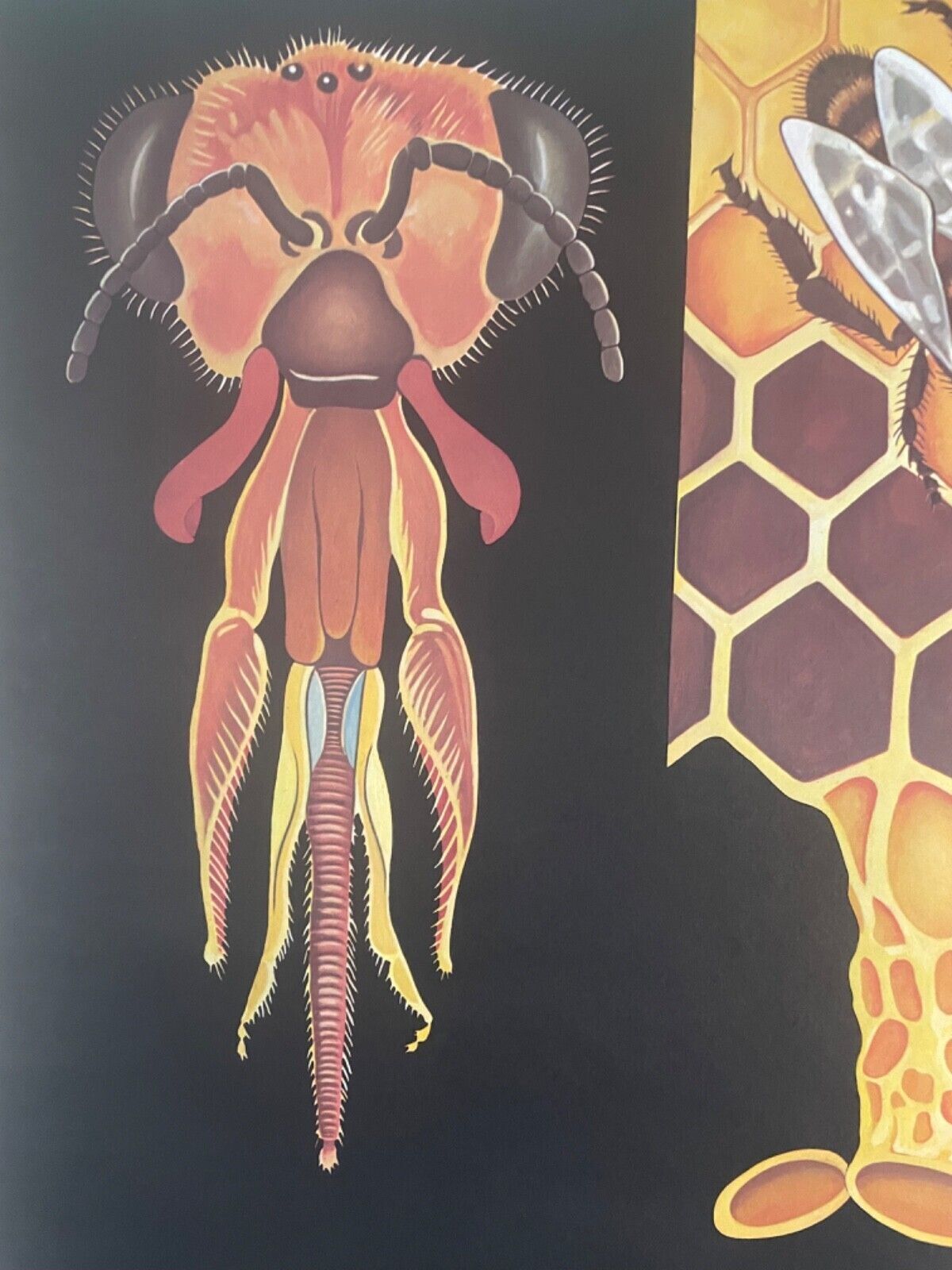 Vintage Honey Bee School Chart Jung Koch Quentell Educational. Anatomy Zoology photo buy
