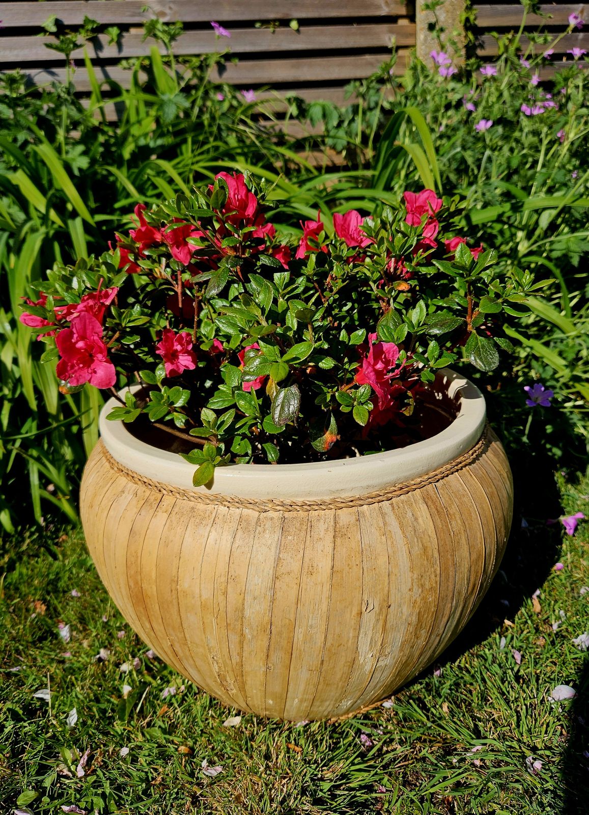 Large, Ceramic & Bamboo Indoor Planter photo for sale