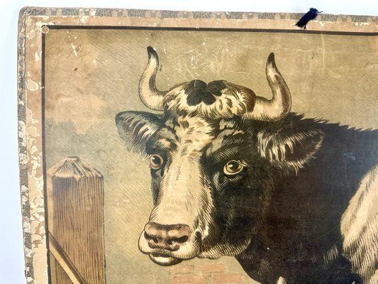 Czech Educational School Board With Cow, 1900s photo vinterior