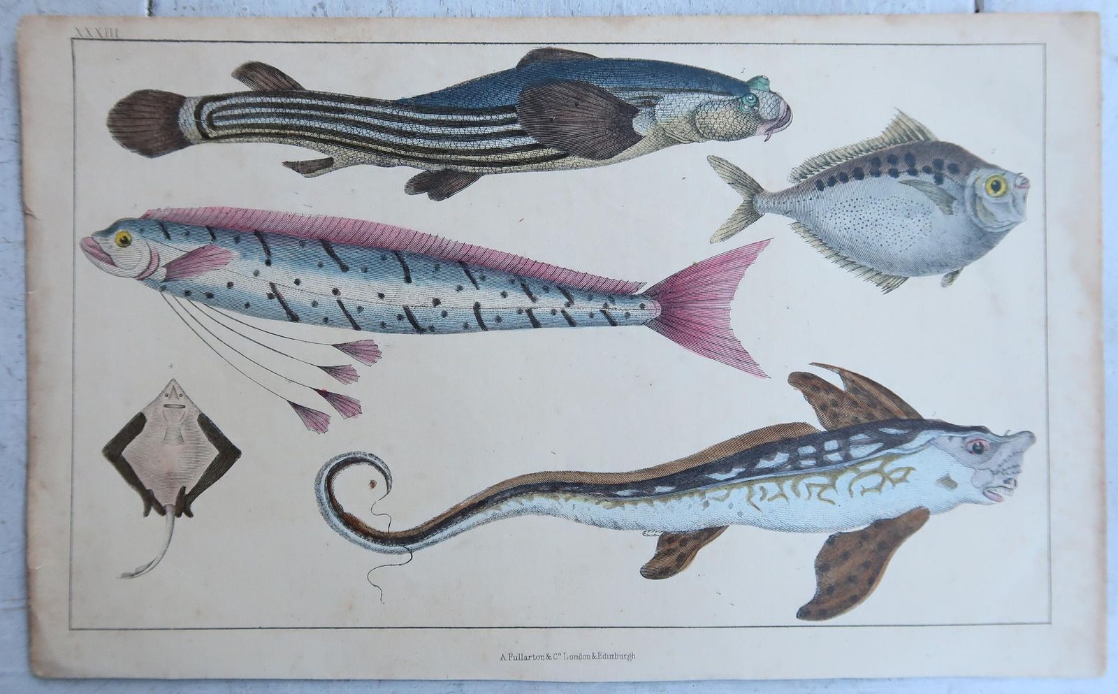Original Antique Prints Of Fish, 1847 photo furniture