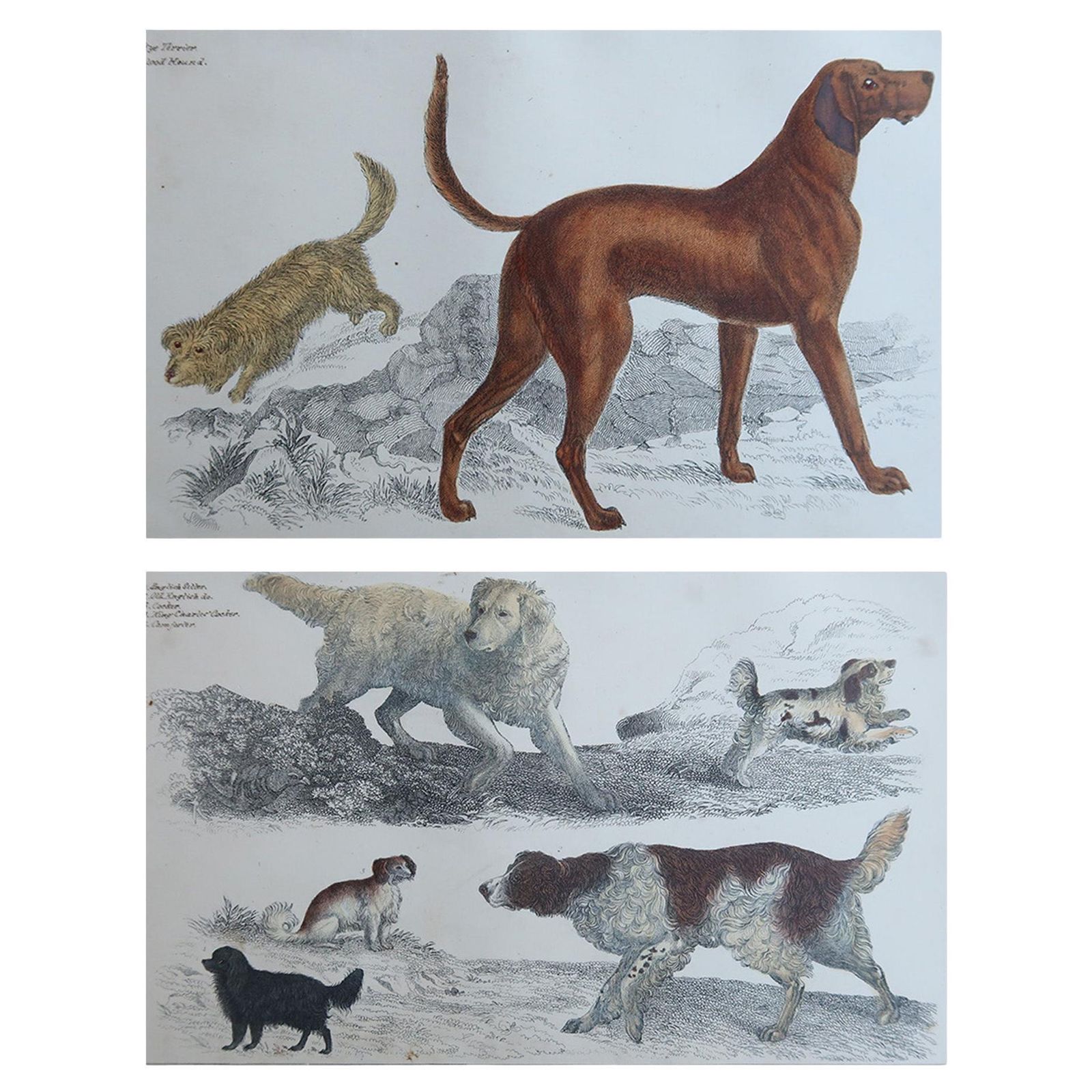 Original Antique Prints Of Sporting Dogs, 1847