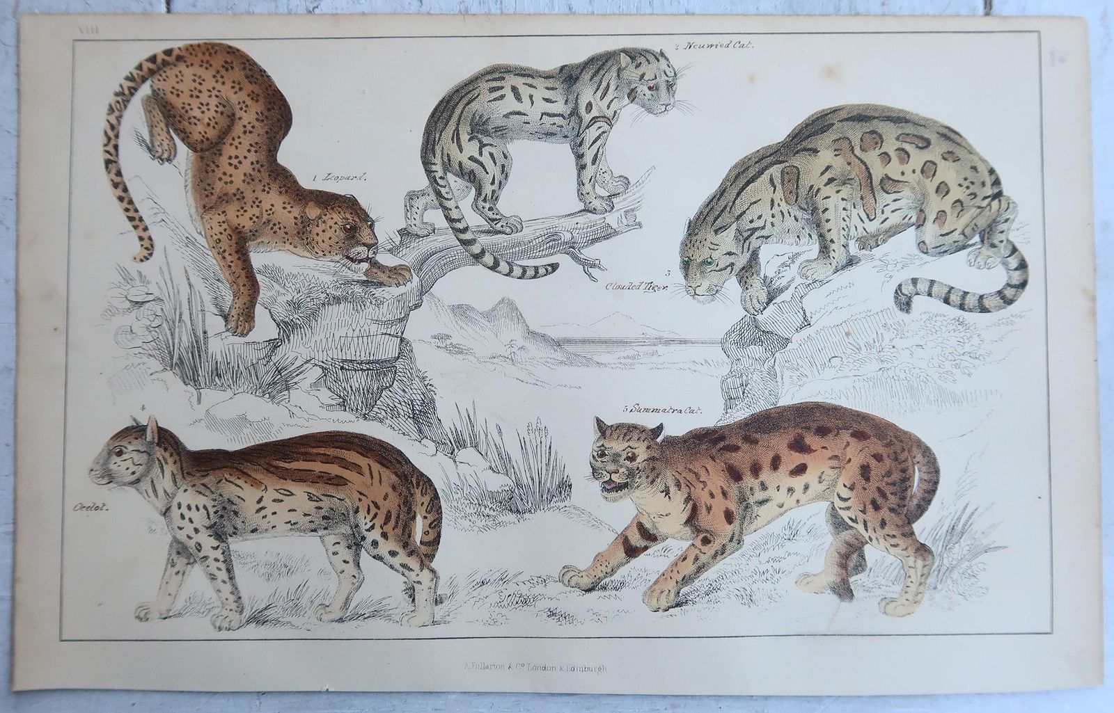 Original Antique Animal Prints, Lions And Tigers, 1847 photo for sale