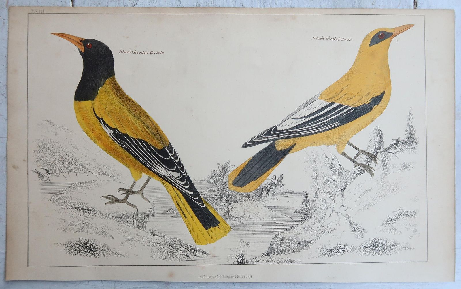 Original Antique Bird Prints, Oriole And Bee Eaters. 1847 photo furniture