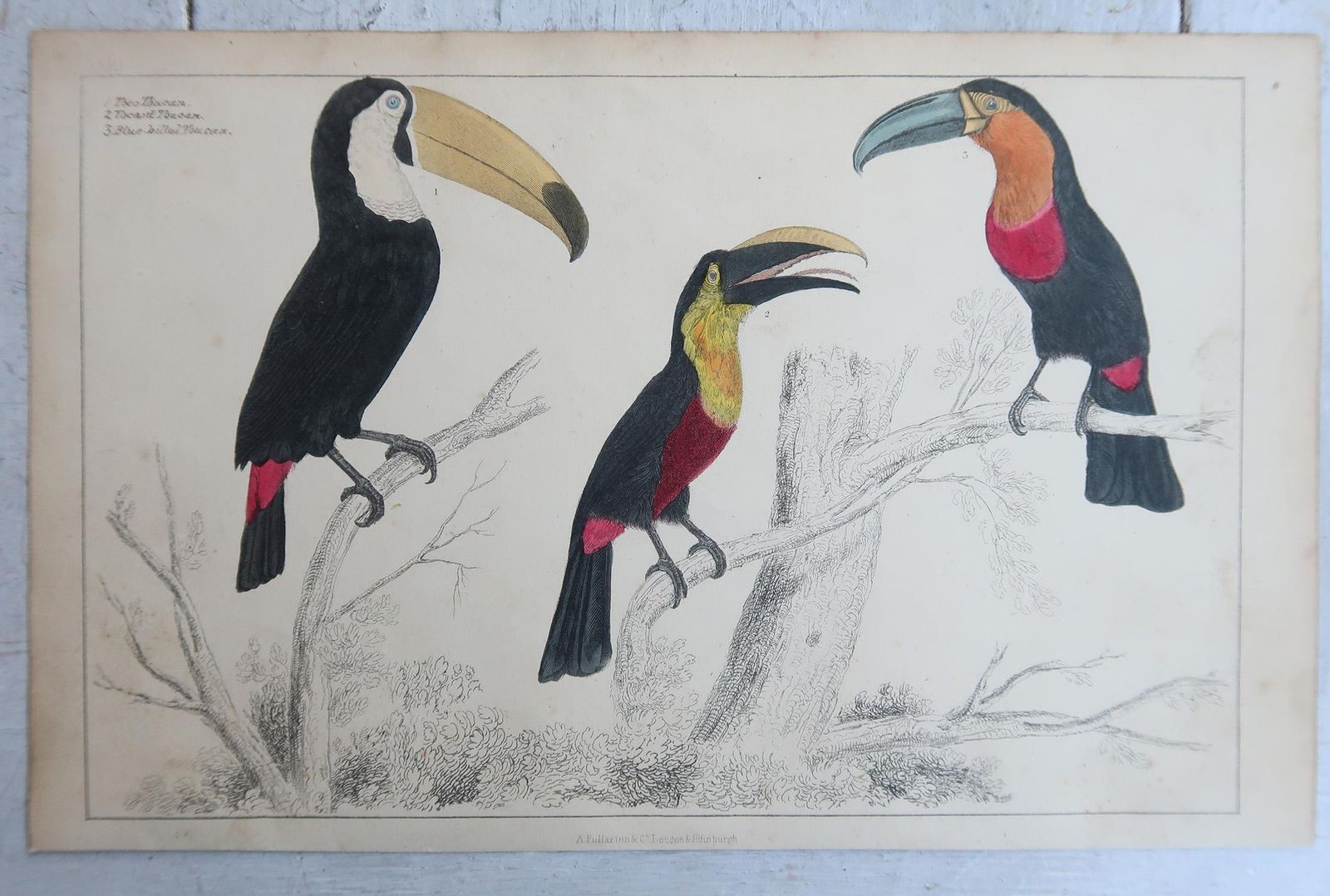 Original Antique Bird Prints, Toucans And Woodpeckers. 1847 photo furniture