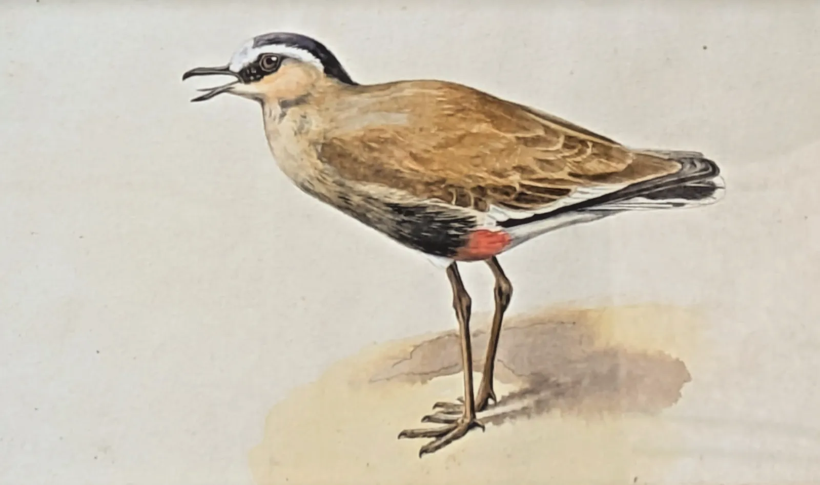 Antique Watercolour Lapwing In Ebonised Frame With Deep Giltwood Mount photo Art