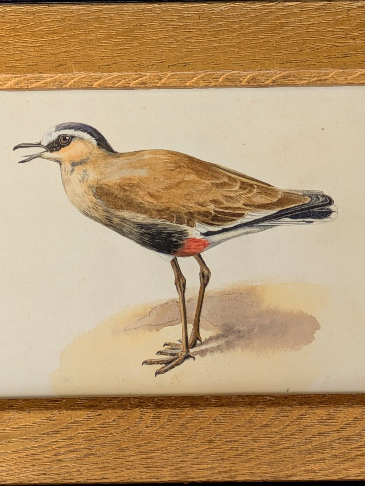 Antique Watercolour Lapwing In Ebonised Frame With Deep Giltwood Mount photo vinterior