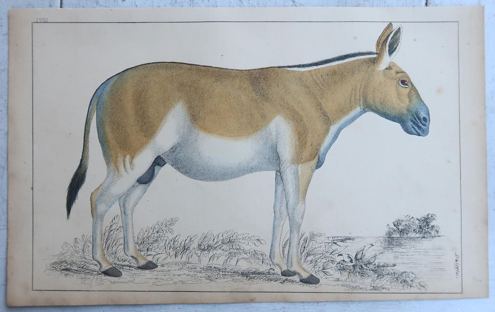 Original Antique Prints Of A Zebra And An Ass, 1847 photo for sale