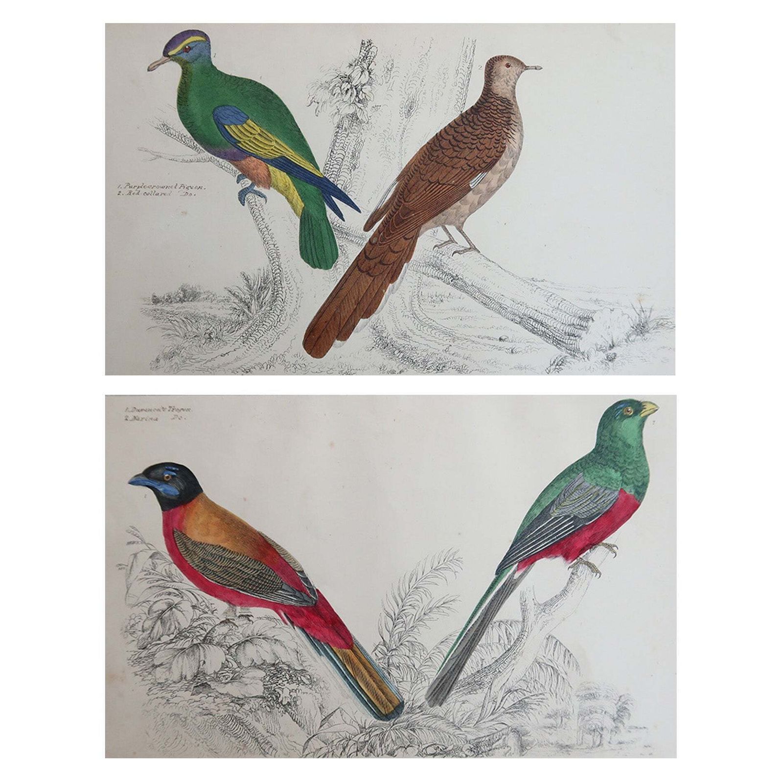 Original Antique Bird Prints, Trogons And Purple Headed Pigeons. 1847