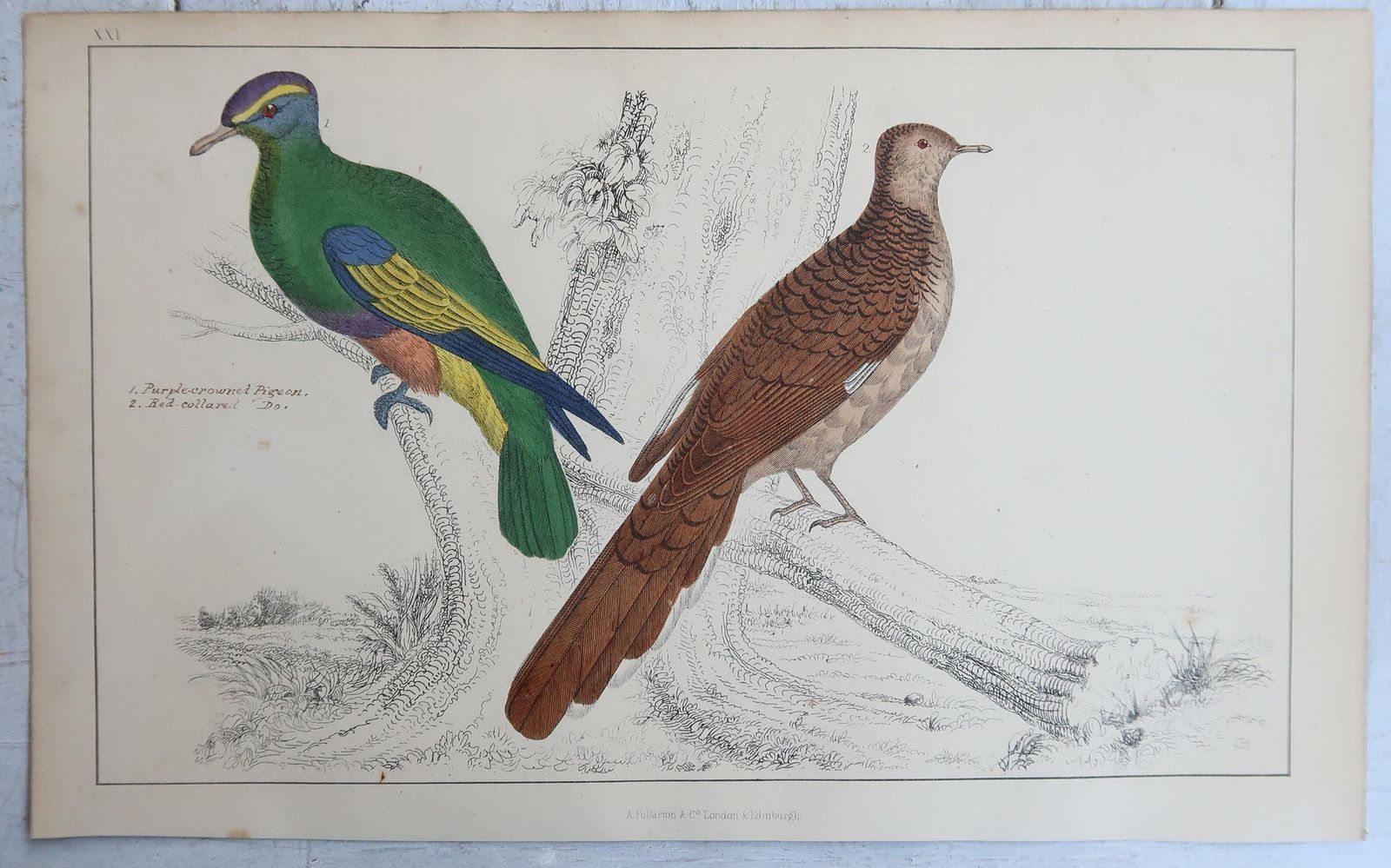 Original Antique Bird Prints, Trogons And Purple Headed Pigeons. 1847 photo for sale